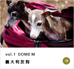 vol.1 DOME M イタリアン・グレイハウンド